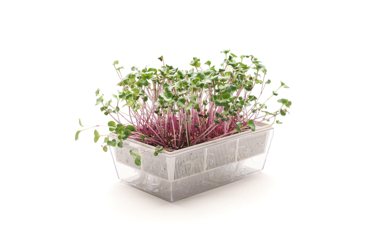 Set mit 3 Sorten Bio-Samen – sm002