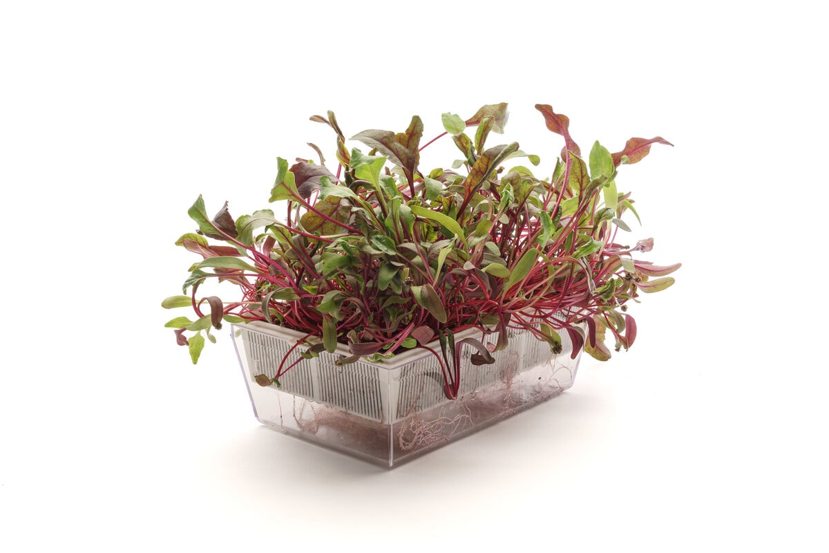 Set mit 6 Sorten Bio-Samen – sm100