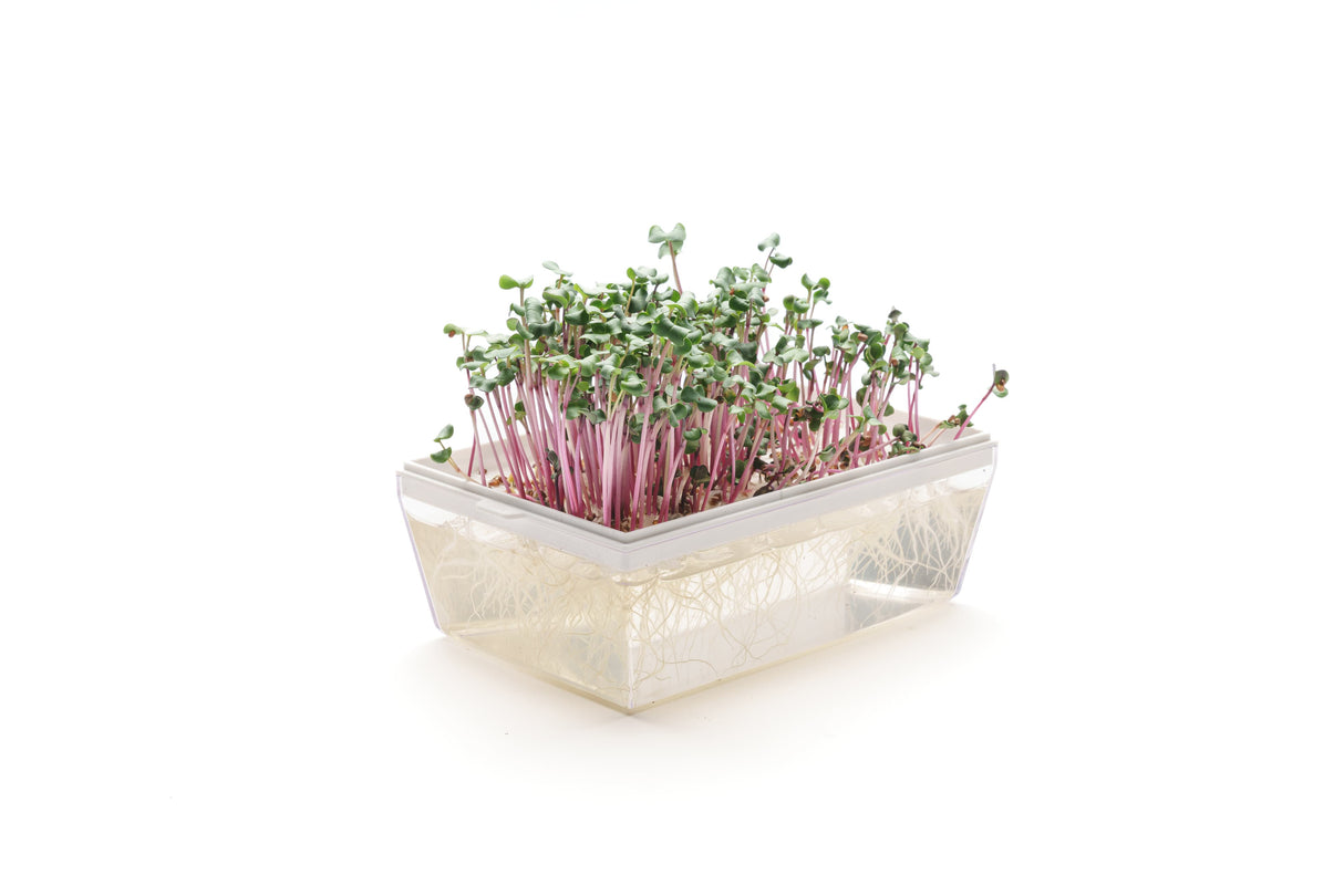 kit semi piante aromatiche