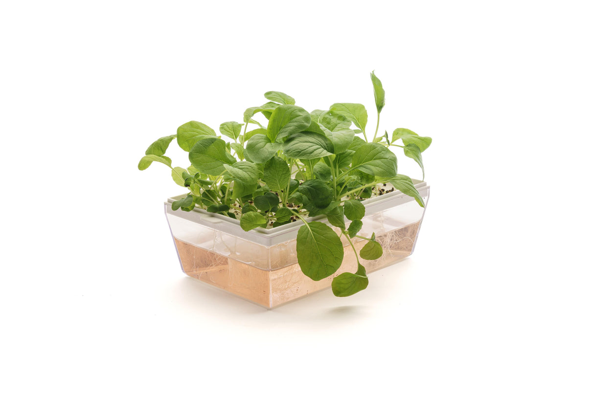 Set mit 6 Sorten Bio-Samen – sm103