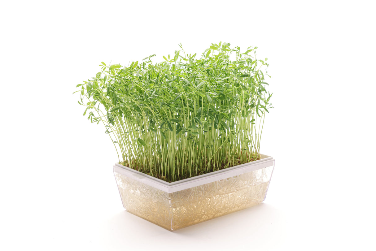 Set mit 5 Sorten Bio-Samen – sm106