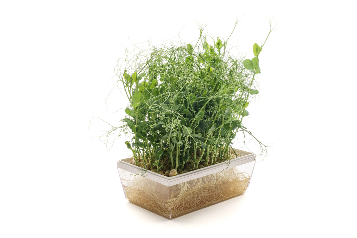 Set mit 5 Sorten Bio-Samen – sm106