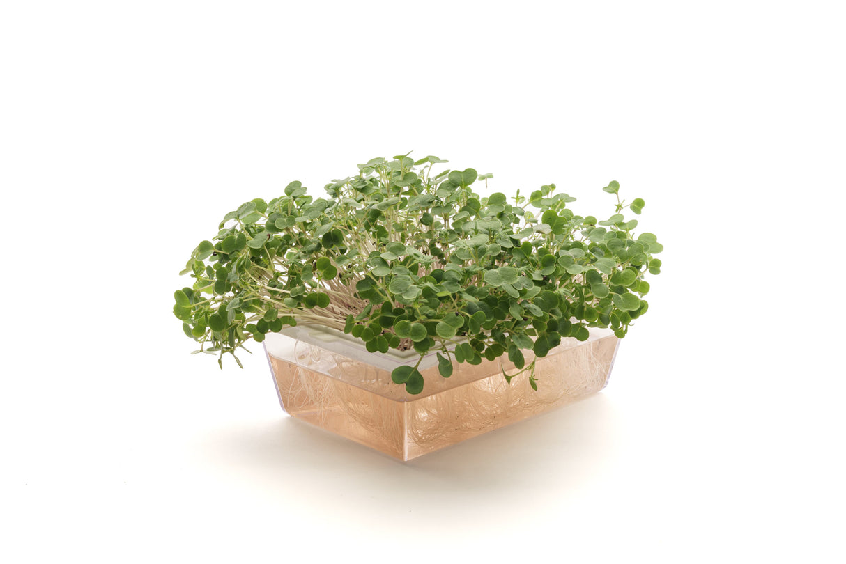 semi di piante aromatiche