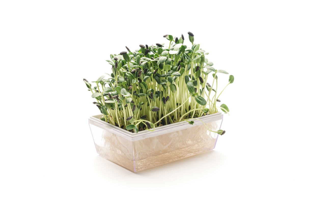 semi di piante aromatiche