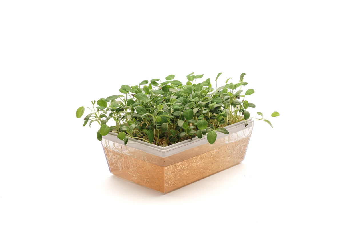 Set mit 12 Sorten Bio-Samen – sm303