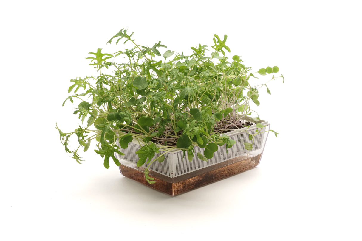 semi biologici piante