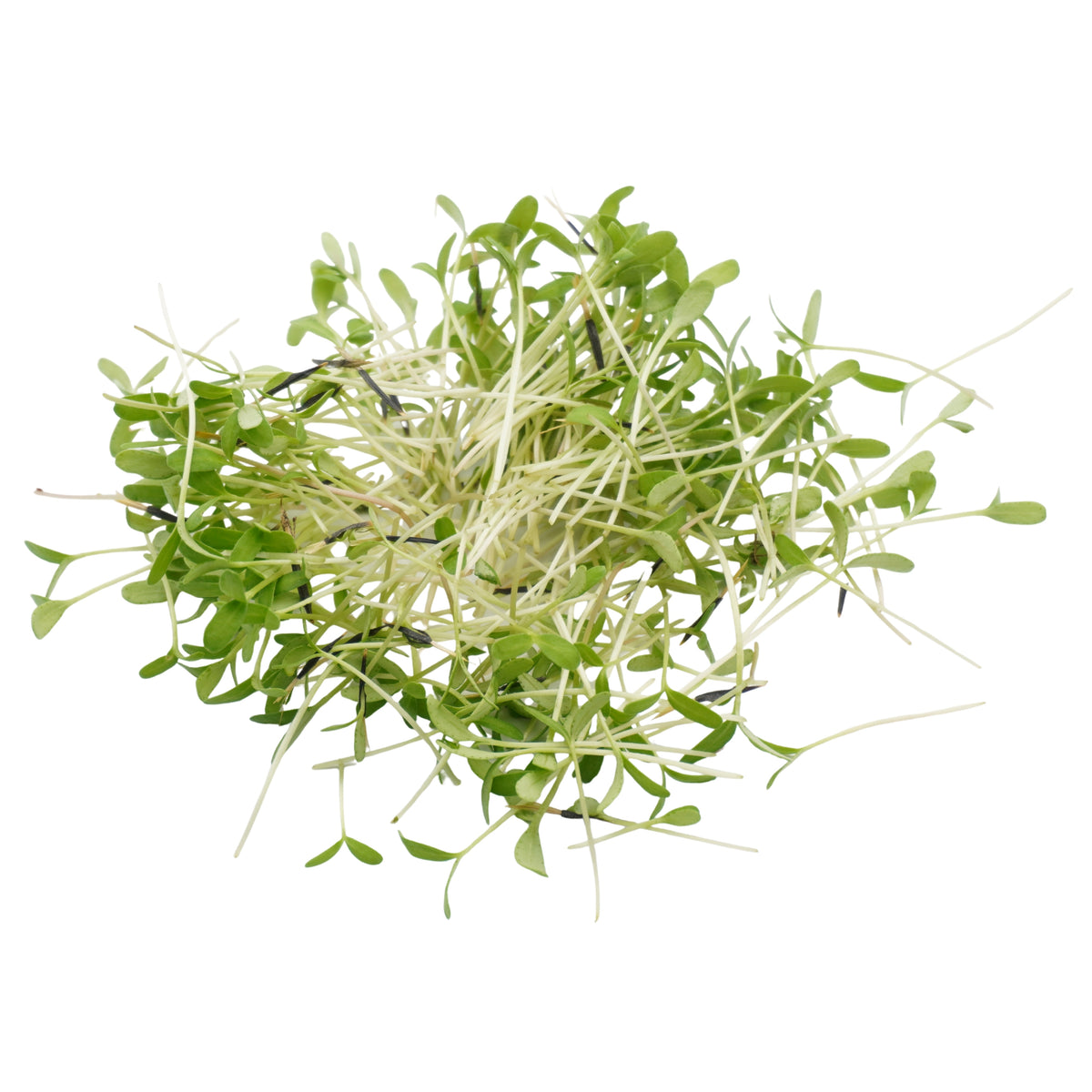 Semi di Tagete Patula bio - 1,5g