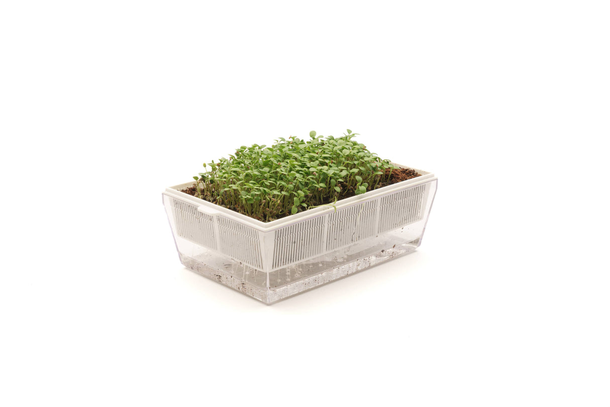 Red Clover - Organic Seed 40gr