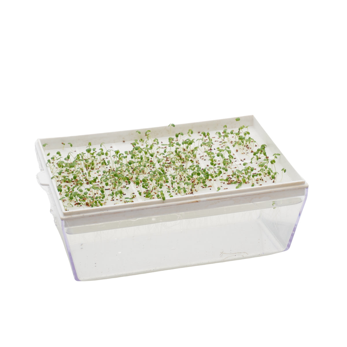 Semi di Viola Helen Mount bio -0,7 g