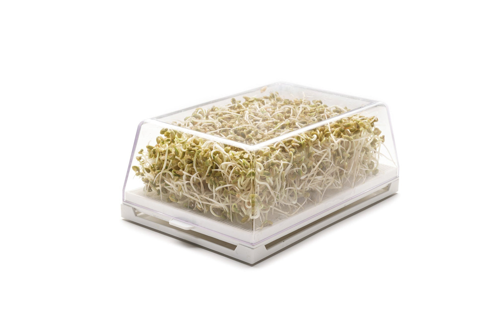 PERCHE’ AUTOPRODURRE I GERMOGLI?