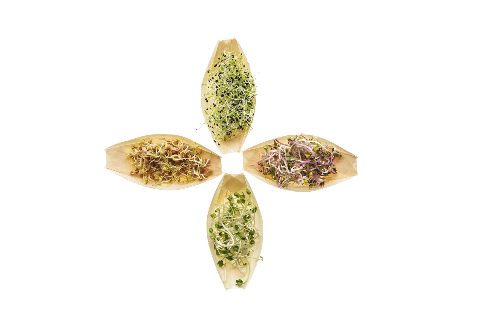 QUALI GERMOGLI SI POSSONO PRODURRE?