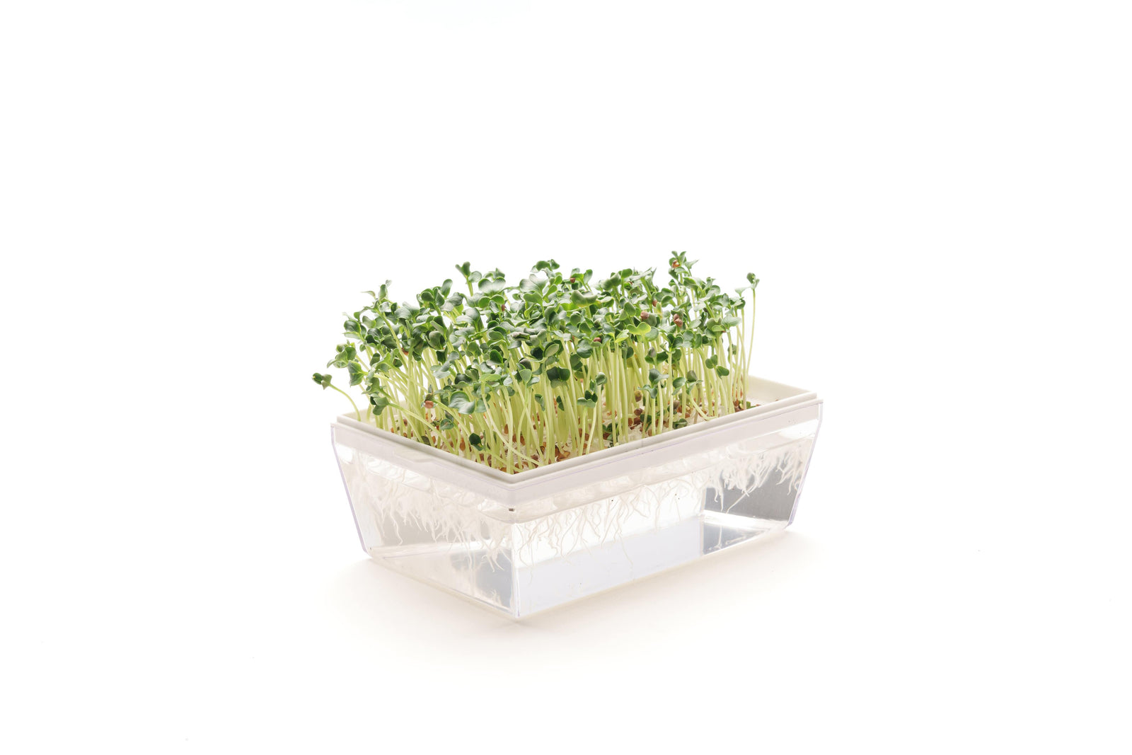 MICROGREENS: EVOLUZIONE DEI GERMOGLI?