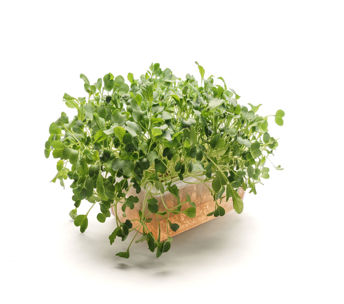 Kit educativo microgreens idro bio - 3 Eva H e 18 varietà semi - sk602