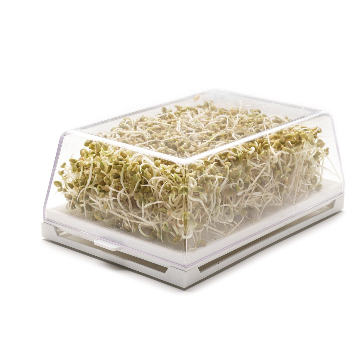 Semi di Fieno greco bio - 50 g
