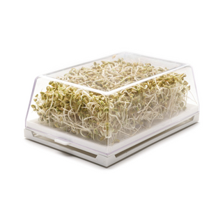 Semi di Fieno greco bio - 50 g