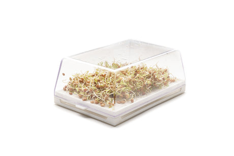 Semi di Lenticchia rossa bio - 100 g