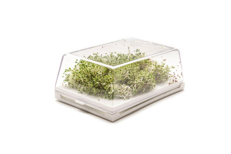 Semi di Broccolo Raab bio - 40 g