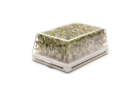 Semi di Senape bianca bio - 50 g