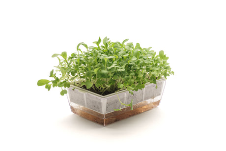 Semi di Cavolo Pak Choi bianco bio - 1,7 g