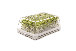 Semi di Ravanello Daikon bio - 40 g