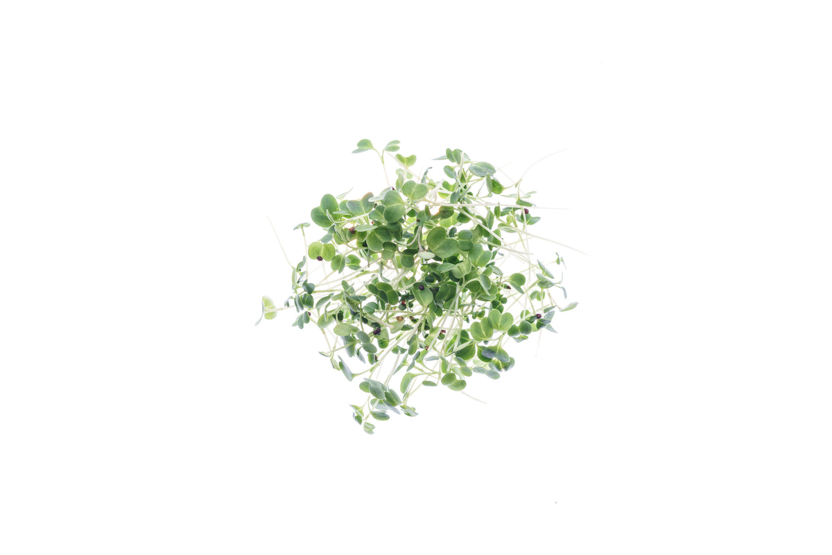 Set semi per baby leaves bio - Idroponica o Cocco - 8 varietà - ss301