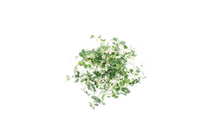 Set semi per baby leaves bio - Idroponica o Cocco - 8 varietà - ss301