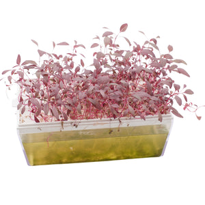 Semi di Amaranto rosso bio - 1 g