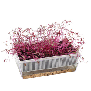 Semi di Amaranto rosso bio - 1 g