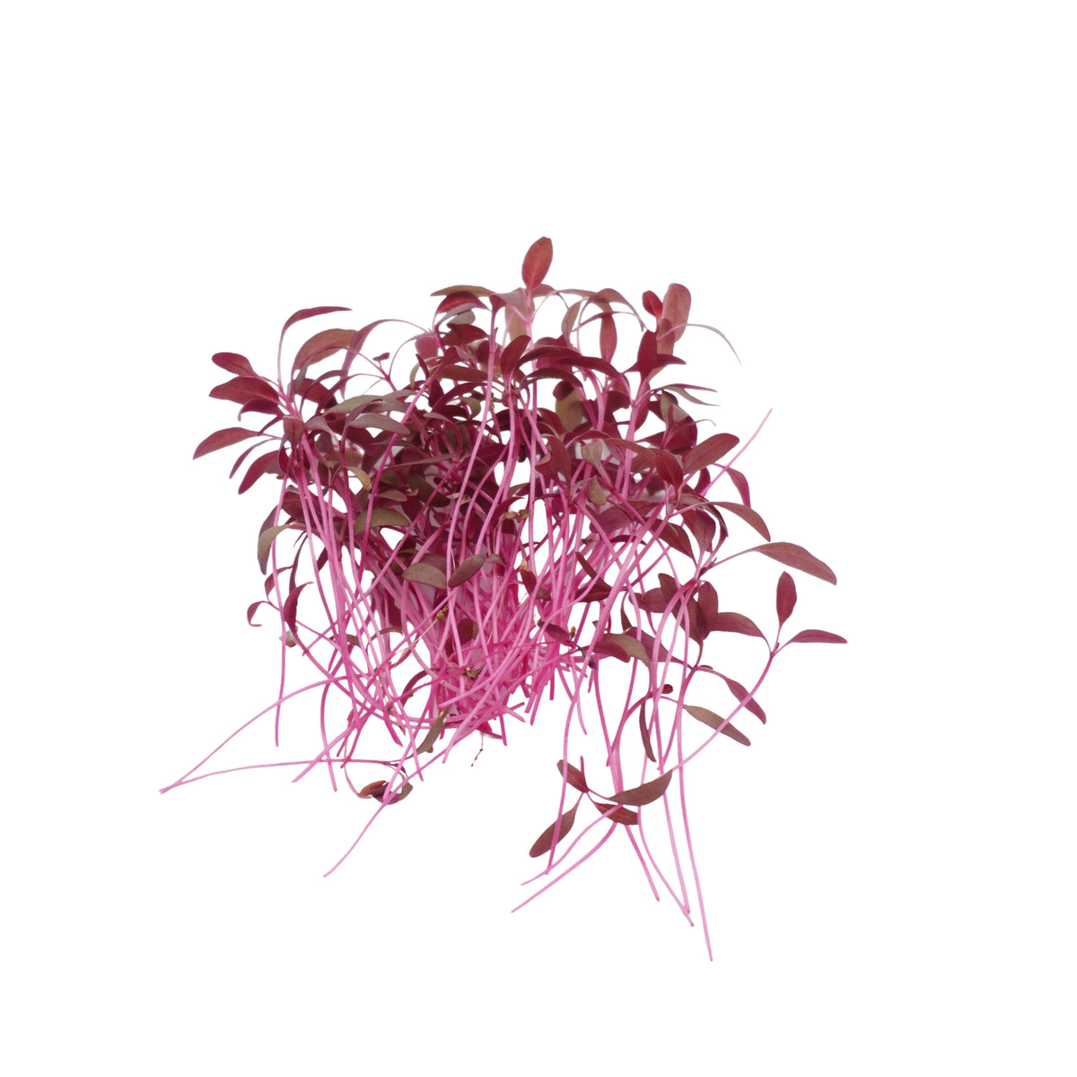 Semi di Amaranto rosso bio - 1 g