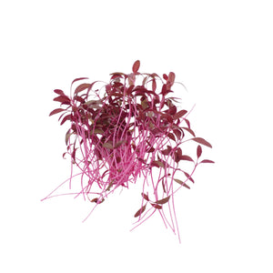 Semi di Amaranto rosso bio - 1 g
