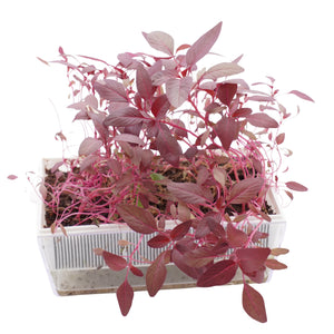 Semi di Amaranto rosso bio - 1 g
