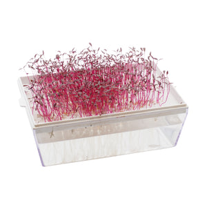 Semi di Amaranto rosso bio - 1 g