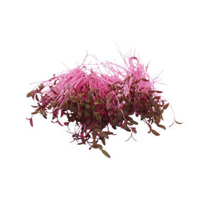 Set semi per microgreens bio - Cocco - 20 varietà - ss203