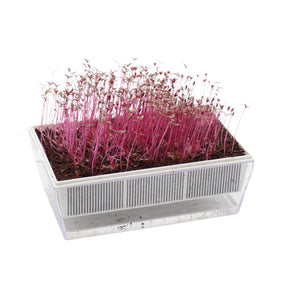 Semi di Amaranto rosso bio - 1 g