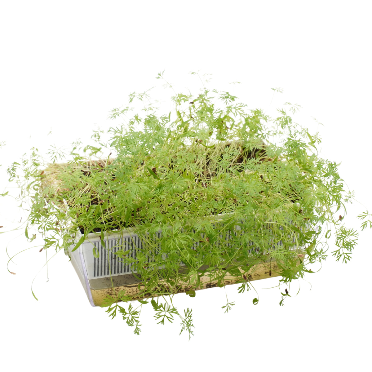 Semi di Aneto bio - 2 g