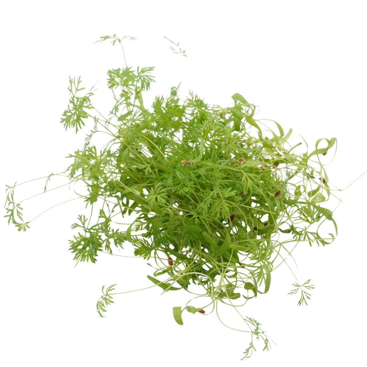 Semi di Aneto bio - 2 g