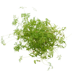 Semi di Aneto bio - 2 g