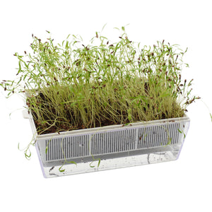 Semi di Aneto bio - 2 g