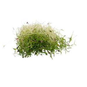 Semi di Aneto bio - 2 g