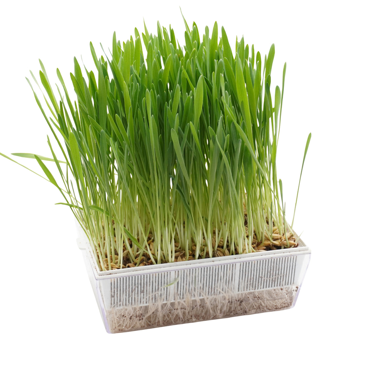Set semi erba d'avena bio e cocco - 6 ricariche - ss909