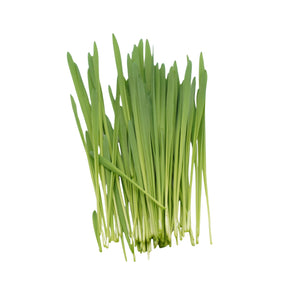 Set semi erba d'avena bio e cocco - 6 ricariche - ss909