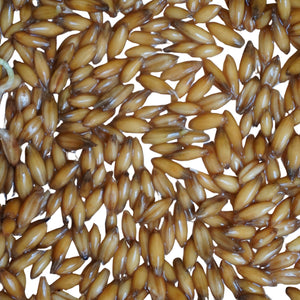 Semi di Avena bio - 25 g