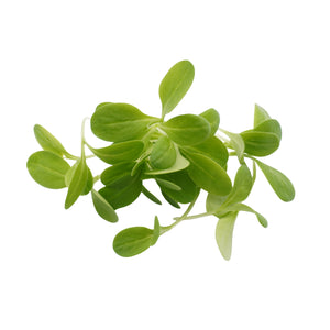 Semi di Boraggine bio - 6 g