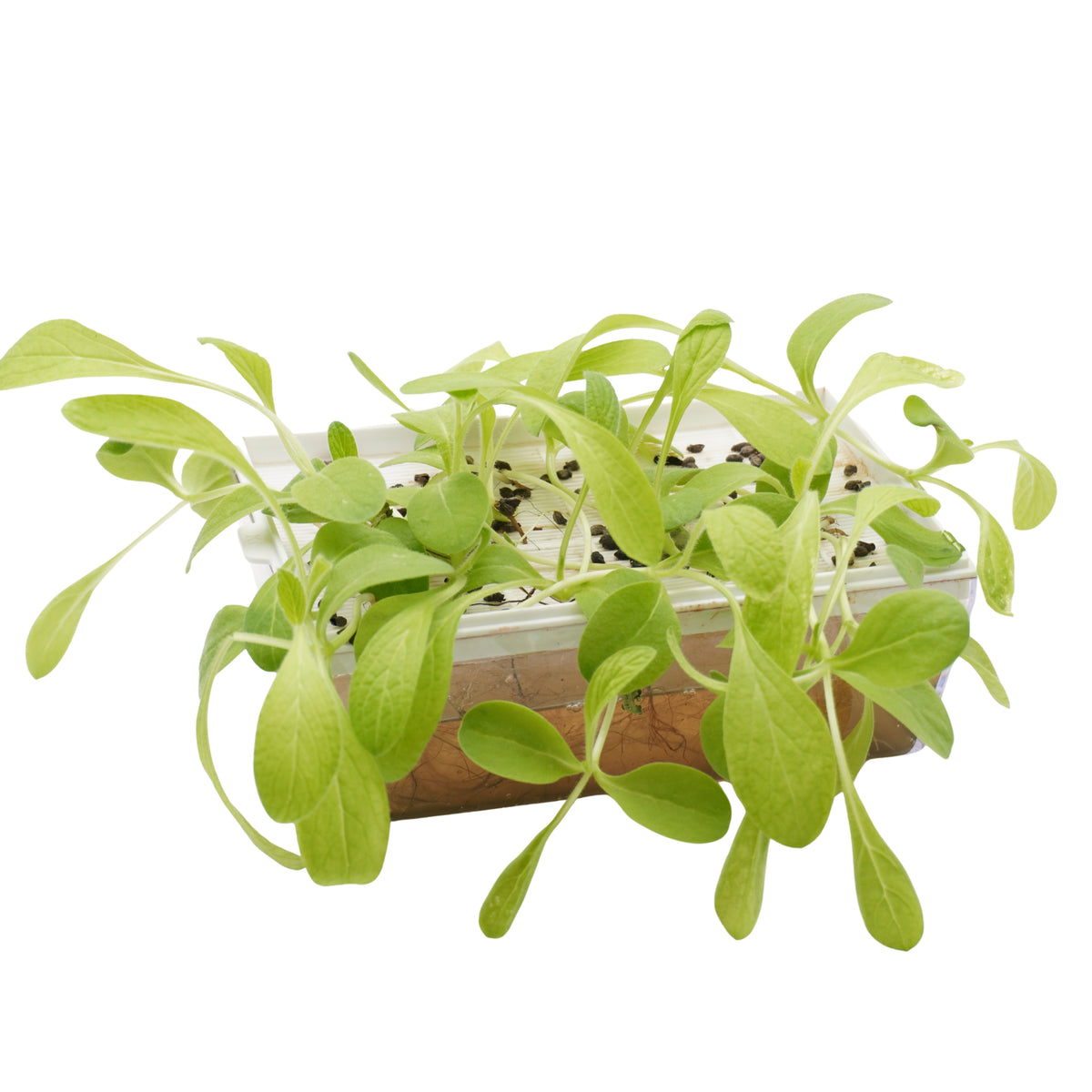 Semi di Boraggine bio - 6 g