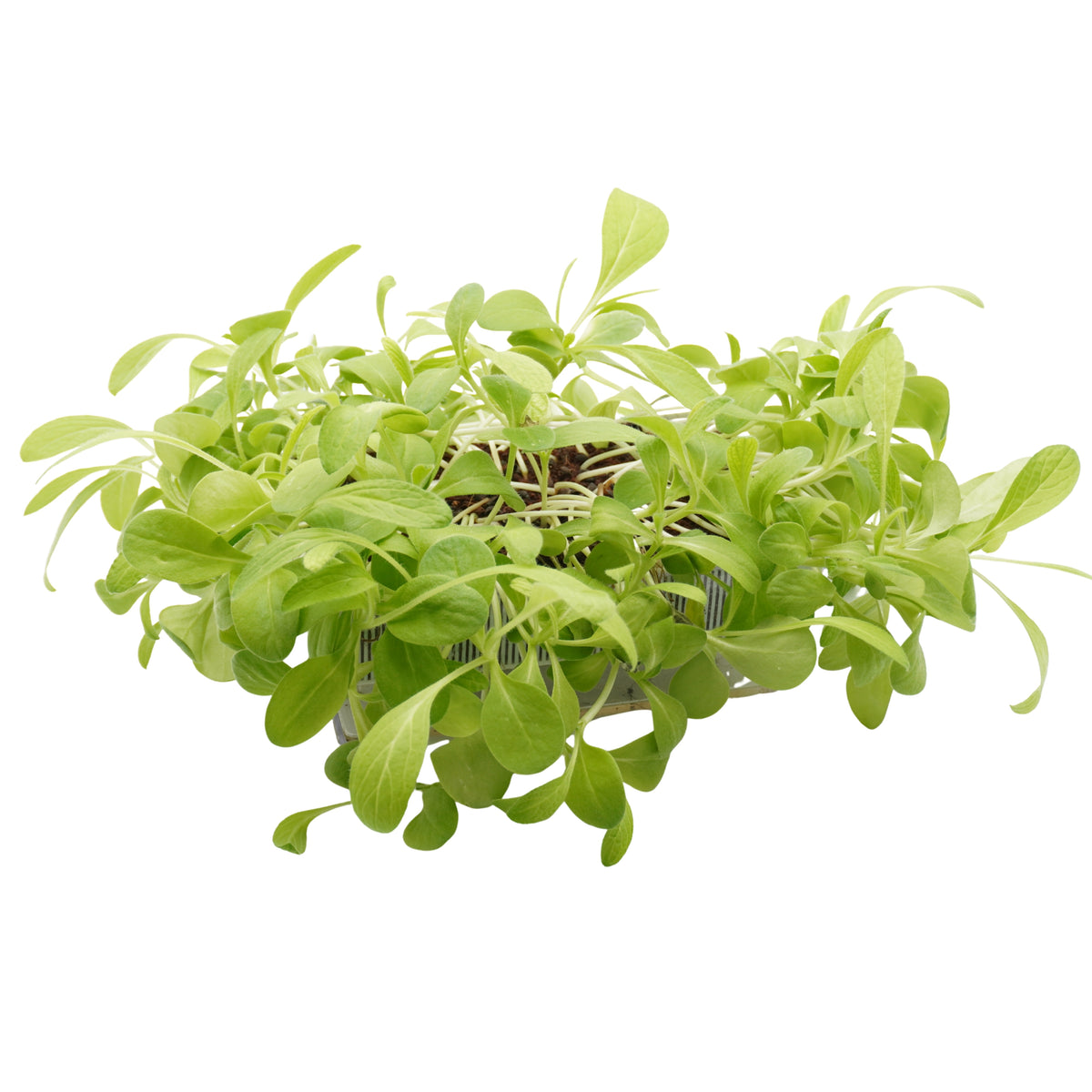 Semi di Boraggine bio - 6 g