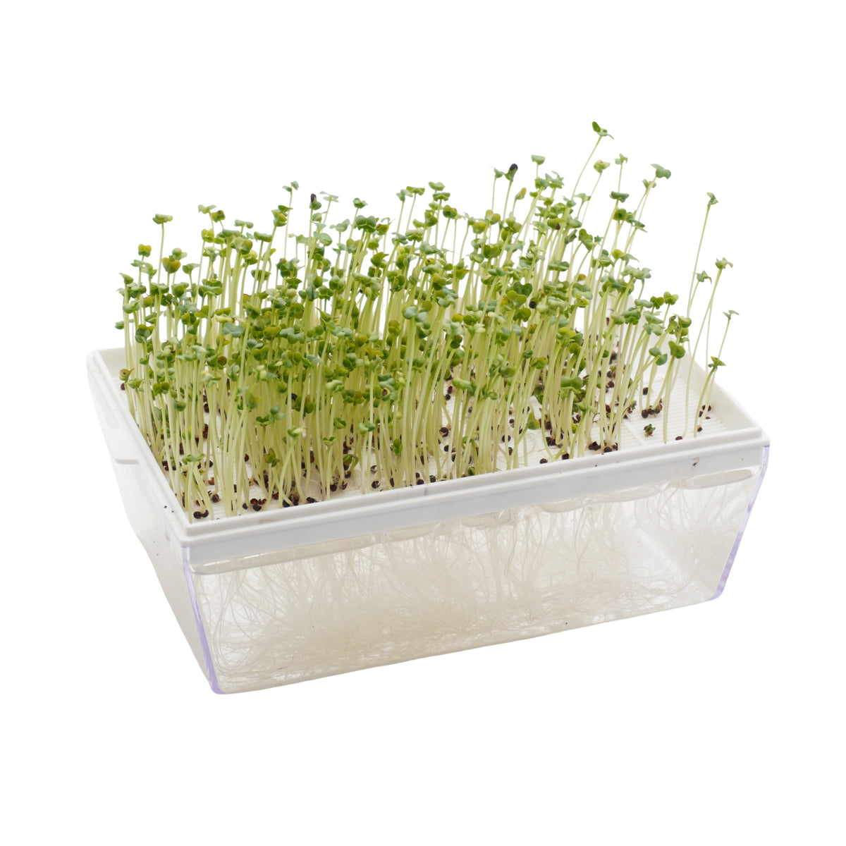 Semi di Broccolo calabrese bio - 3 g