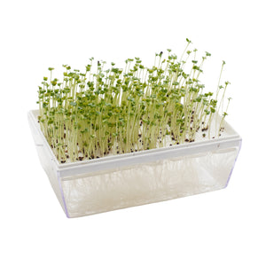 Semi di Broccolo calabrese bio - 3 g