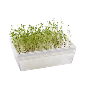 Semi di Broccolo calabrese bio - 3 g
