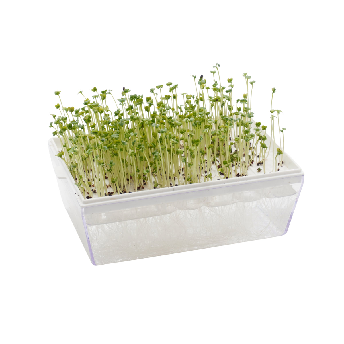 Kit microgreens bio per rettili-Idro- 2 Eva H e 8 varietà semi - sk914