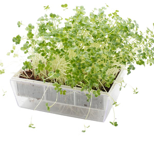 Semi di Broccolo calabrese bio - 3 g
